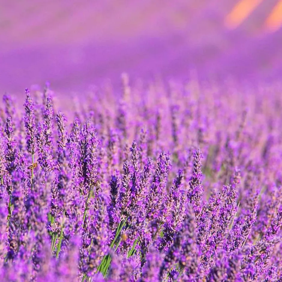 Mamamanuela Pack économique 2x Parfum pour lampe catalytique 200ml : Arôme Lavender Expression. Profitez plus longtemps votre parfum préféré Outlet