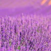 Mamamanuela Parfum Lavender Expression pour lampe catalytique (200 ml) - Élimine les mauvaises odeurs, parfume et nettoie l'environnement Hot