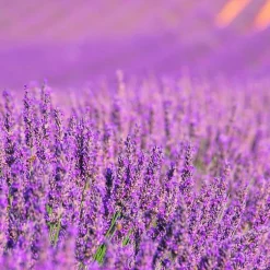 Mamamanuela Parfum Lavender Expression pour lampe catalytique (200 ml) - Élimine les mauvaises odeurs, parfume et nettoie l'environnement Hot