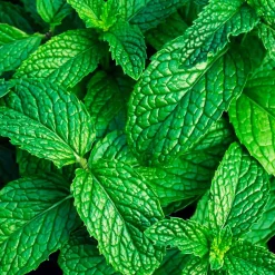 Mamamanuela Parfum Mountain Mint pour lampe catalytique (200 ml) - Élimine les mauvaises odeurs, parfume et nettoie l'environnement
